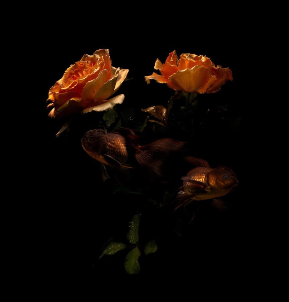 lilli-waters-orange-roses-978x1024
