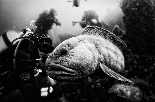 Ануар Патжан Флориук: волшебный подводный мир океанов
