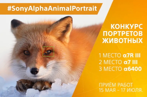 Животный мир в объективе: компания Sony запустила конкурс #SonyAlphaAnimalPortrait