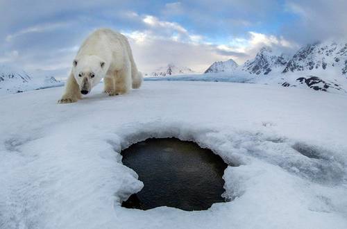 Аудун Рикардсен и «селфи» белого медведя, которое провело целый год в водах Арктики
