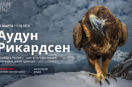 Впервые в России — мастер природной фотографии Аудун Рикардсен