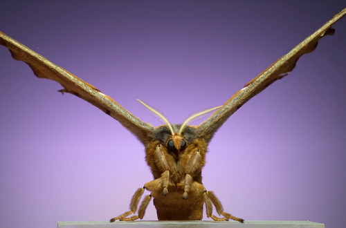 Семь потрясающе красивых видов мотыльков снятых со скоростью 6000 кадров в секунду