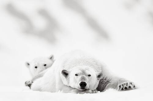 Дрю Доггетт: белые медведи и арктические пейзажи
