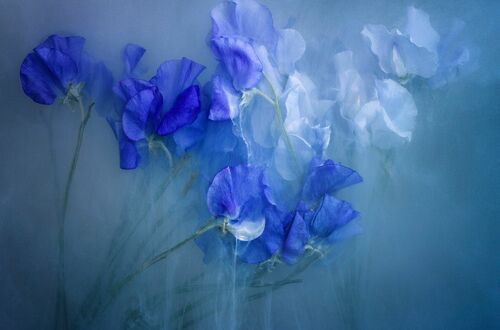Живописные фотографии цветов Роберта Пика